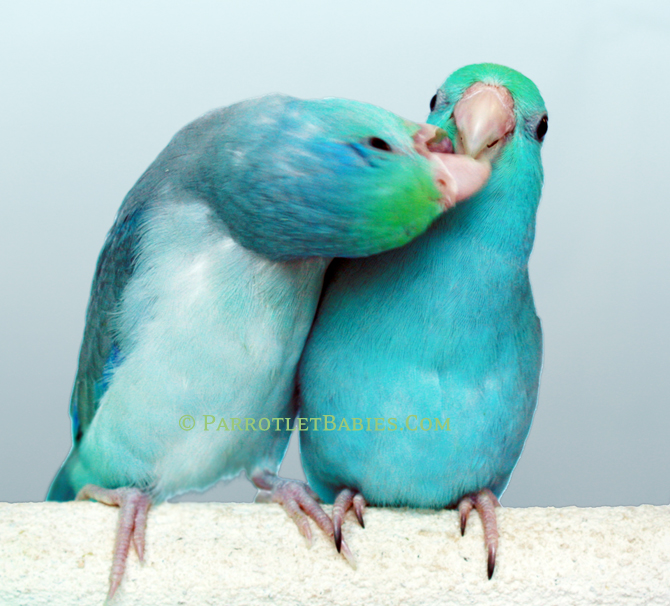 Parrotlets - Are They The Right Pet For You? | Parrotlet Babies