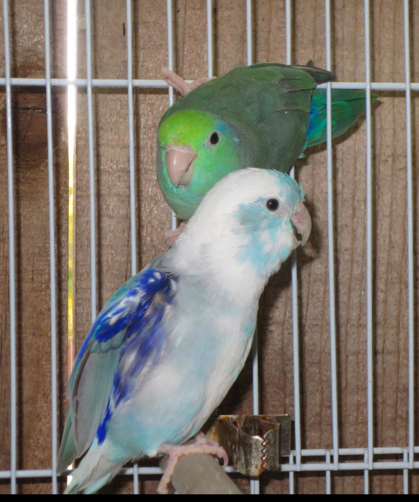 Some Very Nice Breeder Pairs For Sale | Parrotlet Babies