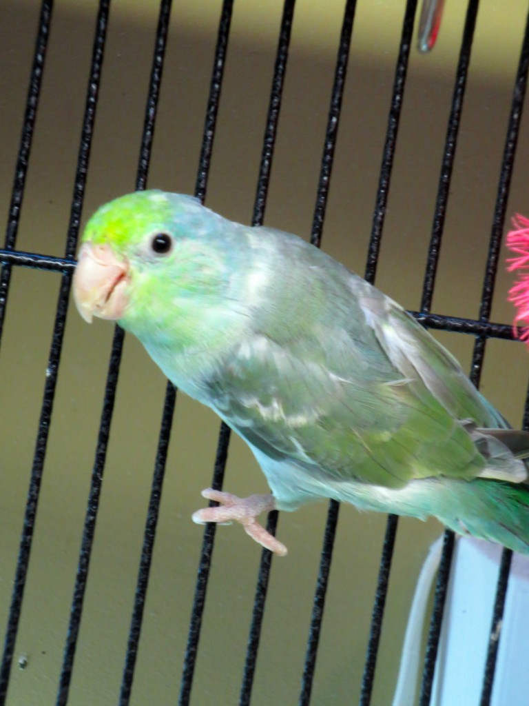 Some Very Nice Breeder Pairs For Sale | Parrotlet Babies